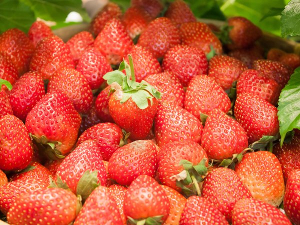 berries, fresh, strawberry, sweet, клубника, красные, спелая, ягоды