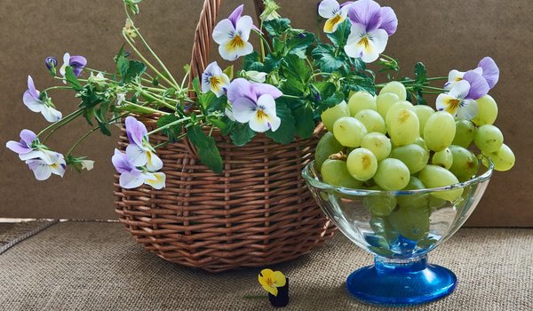 Обои на рабочий стол: виноград, Виола, корзинка, натюрморт, фрукты, цветы