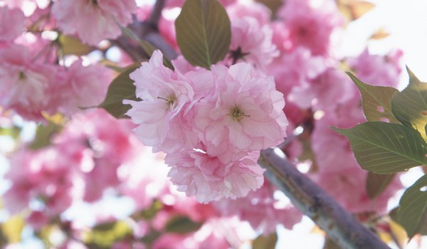 Обои на рабочий стол: весна, ветви, вишня, лепестки, макро, нежность, розовый, сакура, цветок, цветы