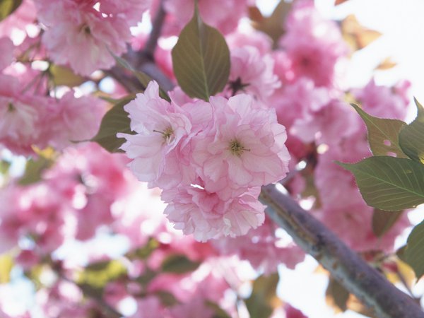 весна, ветви, вишня, лепестки, макро, нежность, розовый, сакура, цветок, цветы