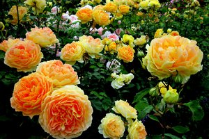 Обои на рабочий стол: розы, сад, цветы