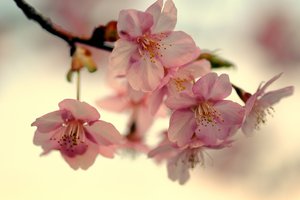 Обои на рабочий стол: весна, ветка, вишня, лепестки, макро, небо, розовые, сакура, свет, цветение, япония