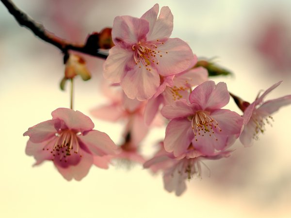 весна, ветка, вишня, лепестки, макро, небо, розовые, сакура, свет, цветение, япония