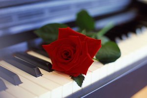 Обои на рабочий стол: пианино, роза, цветок