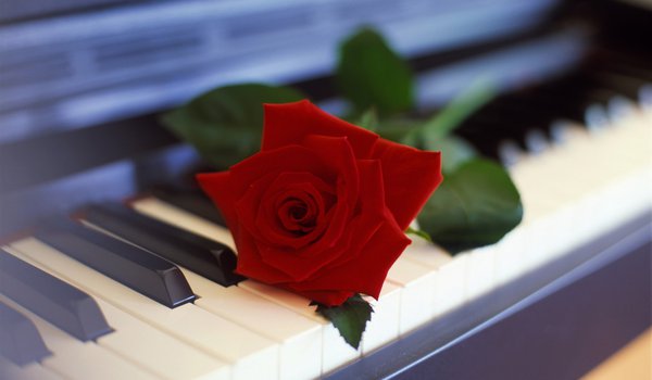 Обои на рабочий стол: пианино, роза, цветок