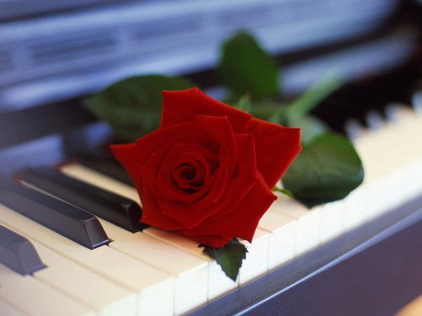 пианино, роза, цветок