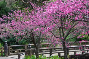 Обои на рабочий стол: весна, деревья, лепестки, сакура, цветы