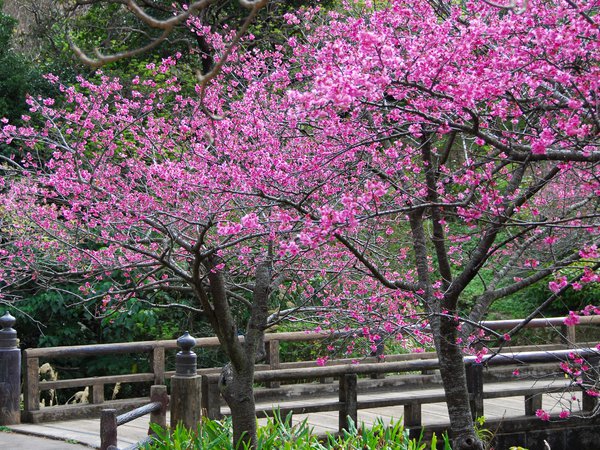 весна, деревья, лепестки, сакура, цветы