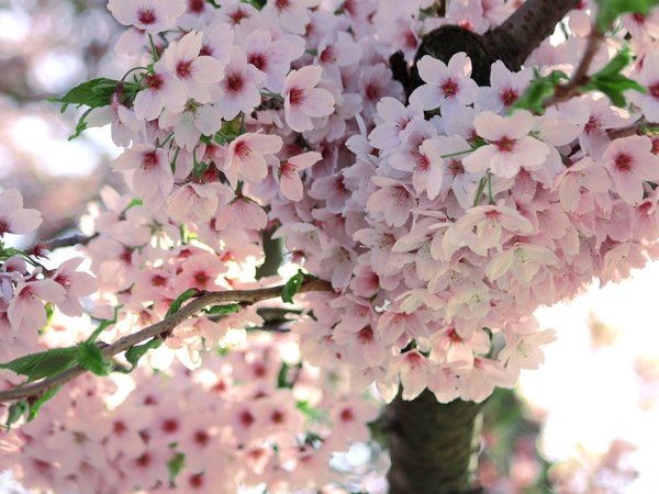 весна, ветка, дерево, макро, сакура, цветение, цветы