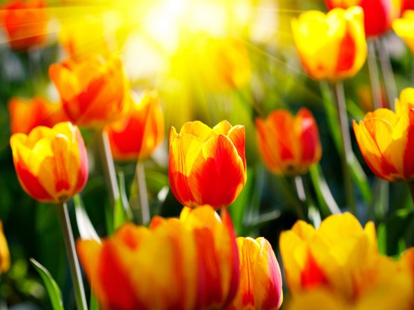 весенние обои, весна, красивые обои для рабочего стола, лучи, парки, природа, сад, светл, солнце, тюльпаны, фото, цветы
