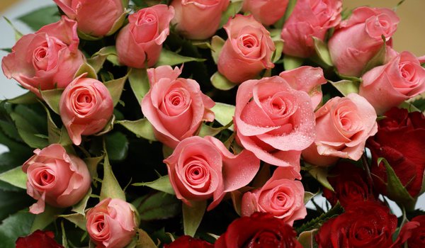 Обои на рабочий стол: разные, розы, цветы