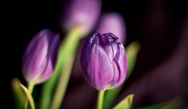 Обои на рабочий стол: весна, лепестки, тюльпаны, фиолетовые, цветы