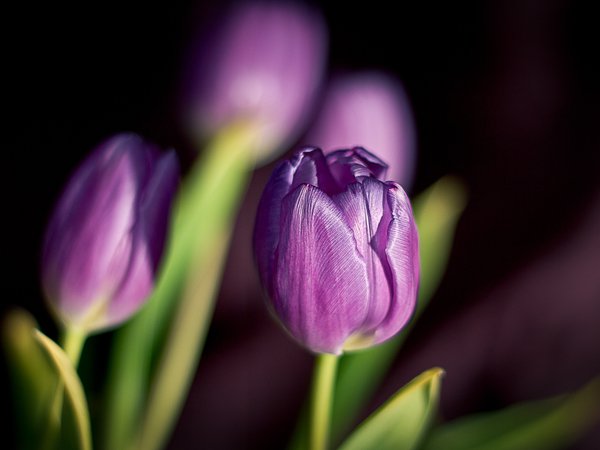 весна, лепестки, тюльпаны, фиолетовые, цветы