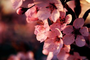 Обои на рабочий стол: весна, ветка, вишня, макро, розовые, сакура, цветение, цветы