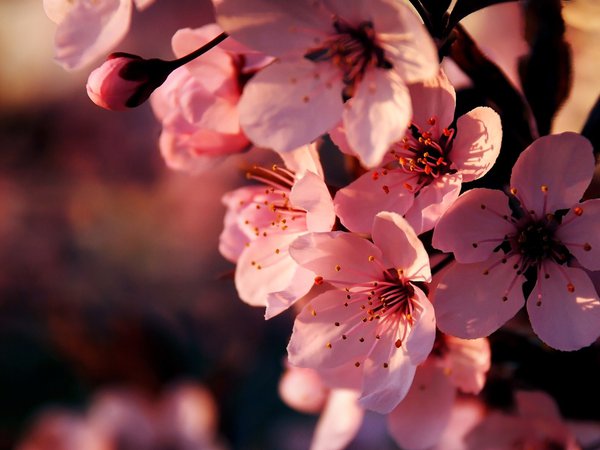 весна, ветка, вишня, макро, розовые, сакура, цветение, цветы