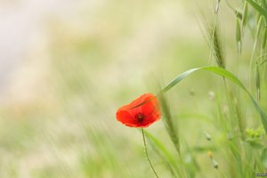 Обои на рабочий стол: spring wallpapers, картинки с цветами, красивые обои для рабочего стола, красивые цветы, макро цветы, трава, фото цветов