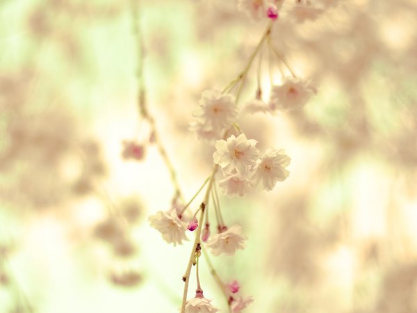 весна, ветвь, ветка, кремовый, макро, нежность, природа, размытость, цветение, цветы