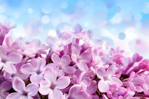 Обои на рабочий стол: pale red-violet flowers, блики, голубой, красивые, лиловые, фон, цветы