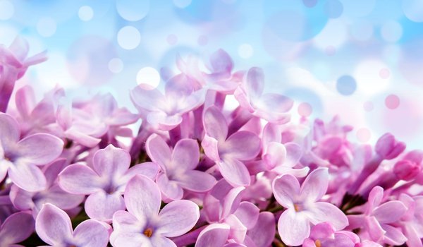 Обои на рабочий стол: pale red-violet flowers, блики, голубой, красивые, лиловые, фон, цветы