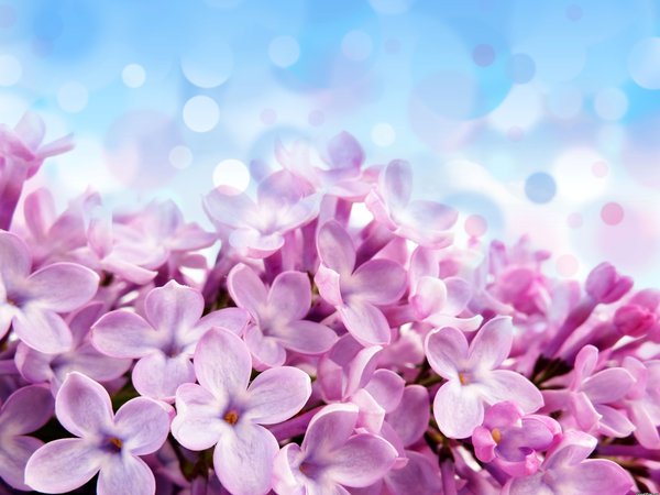 pale red-violet flowers, блики, голубой, красивые, лиловые, фон, цветы