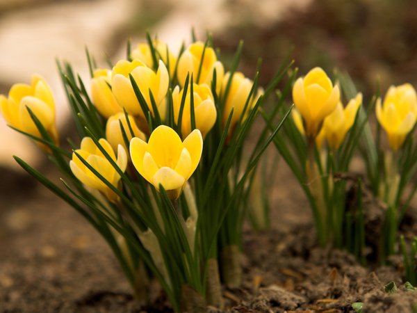 весна, желтые, земля, крокусы, макро, первоцвет, природа, трава, цветы