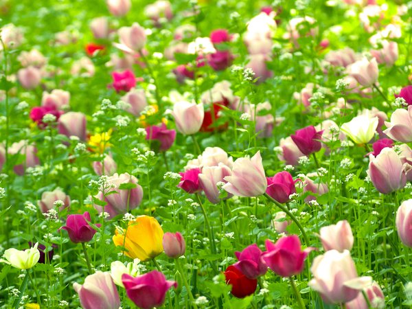 весна, поле, природа, растения, тюльпаны, цветы