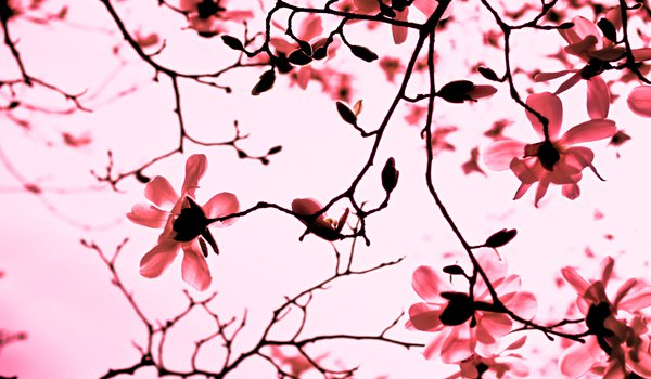 Обои на рабочий стол: весна, ветви, ветки, лепестки, магнолия, природа, розовый, цветы