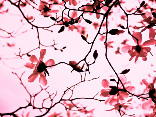 весна, ветви, ветки, лепестки, магнолия, природа, розовый, цветы