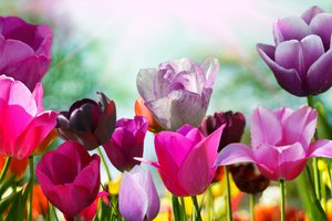 Обои на рабочий стол: весна, лепестки, природа, тюльпан, тюльпаны, цвета, цветок, цветы