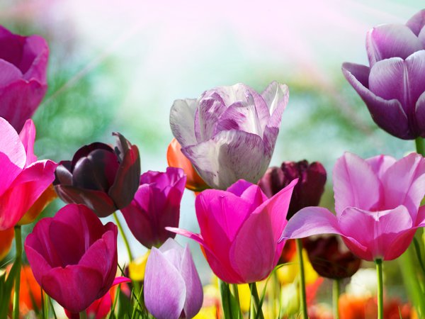 весна, лепестки, природа, тюльпан, тюльпаны, цвета, цветок, цветы