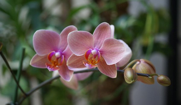 Обои на рабочий стол: beautiful wallpapers, blossom, orchid, phalaenopsis, pink, красота, орхидея, розовая, фаленопсис, цветы, экзотика