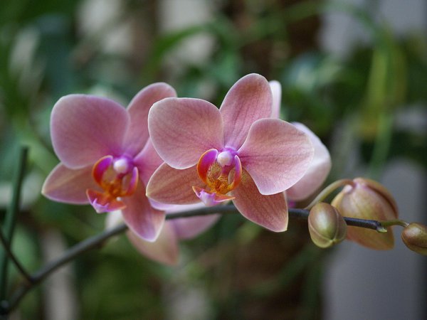 beautiful wallpapers, blossom, orchid, phalaenopsis, pink, красота, орхидея, розовая, фаленопсис, цветы, экзотика