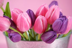 Обои на рабочий стол: бутоны, розовый, тюльпаны, фиолетовый, цветы