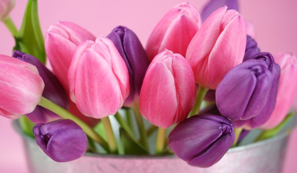 Обои на рабочий стол: бутоны, розовый, тюльпаны, фиолетовый, цветы