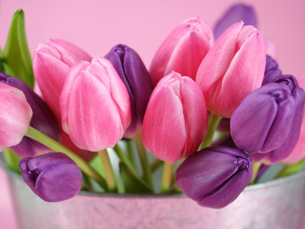 бутоны, розовый, тюльпаны, фиолетовый, цветы