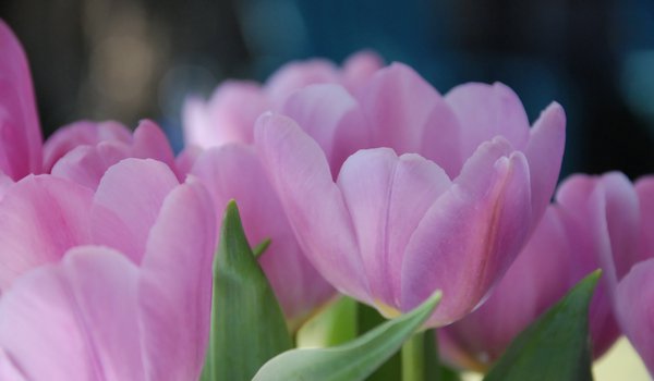 Обои на рабочий стол: весна, лепестки. розовые, макро, тюльпан, тюльпаны, цветы