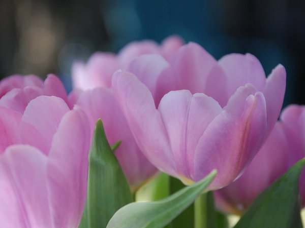 весна, лепестки. розовые, макро, тюльпан, тюльпаны, цветы
