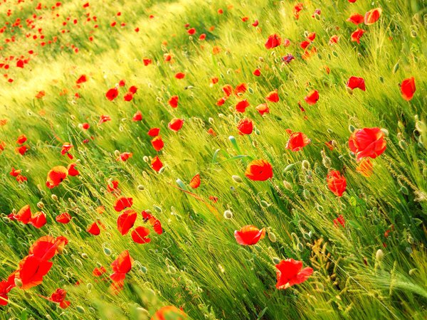 wild poppy, красные, маки, поле, природа, растения