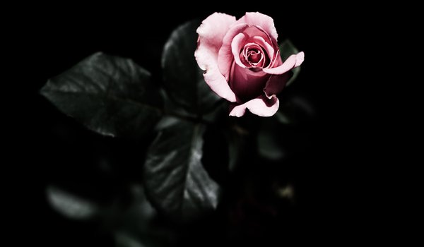 Обои на рабочий стол: листья, роза, розовая, темный фон