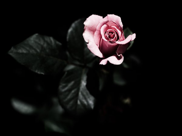 листья, роза, розовая, темный фон