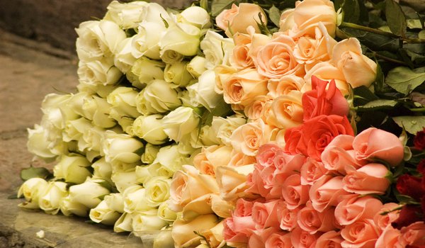 Обои на рабочий стол: rose, букет, бутоны, розы, цветы
