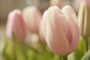 Обои на рабочий стол: бутон, весна, макро, нежность, розовый, тюльпан, цветок, цветы