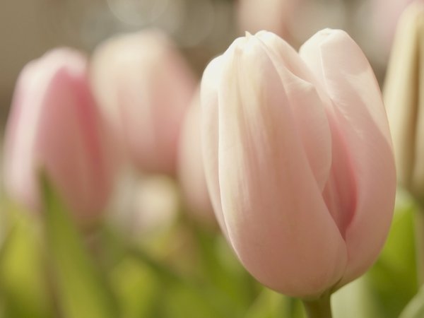 бутон, весна, макро, нежность, розовый, тюльпан, цветок, цветы