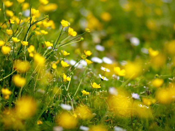 желтый, лютики, поляна, цветы