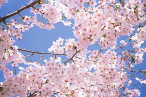 Обои на рабочий стол: cherry blossom, flowers, japan, park, pink, sakura, spring, white, белые, весна, ветки, вишня, красота, лепестки, небо, нежность, розовые, солнечные лучи, цветущая сакура, цветы, япония