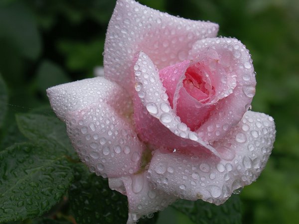 beautiful nature wallpapers, dew, flower, pink, rose, waterdrops, бутон, капли, красота, лепестки, нежность, роза, розовая, роса, цветок