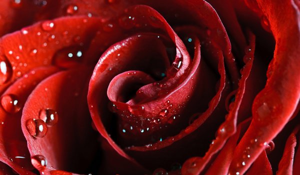 Обои на рабочий стол: beautiful nature wallpapers, flower, hd wallpapers, red, rose, scarlet, алая, капли, красная, красота, лепестки, нежность, роза, роса, цветы