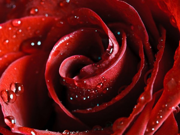 beautiful nature wallpapers, flower, hd wallpapers, red, rose, scarlet, алая, капли, красная, красота, лепестки, нежность, роза, роса, цветы