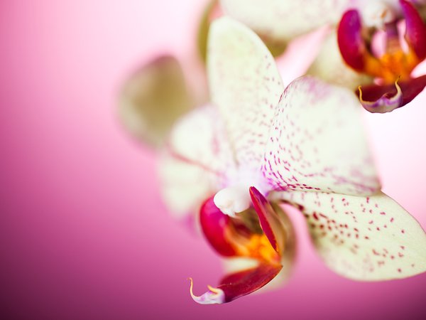 лепестки, макро, орхидея, цветы