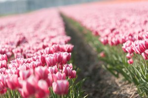 Обои на рабочий стол: tulips, бутоны, весна, плантация, природа, тюльпан, тюльпаны, цветы